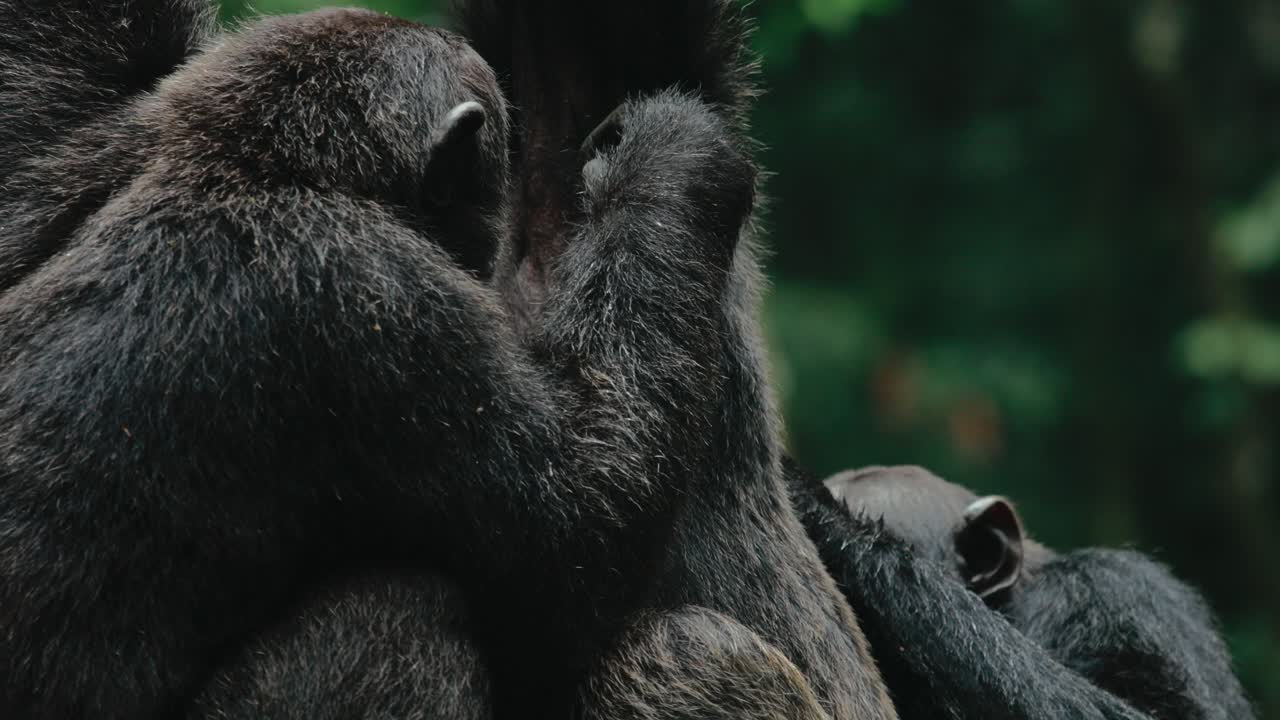 preparación de chimpancés, estructura social, animales africanos en peligro de extinción en uganda