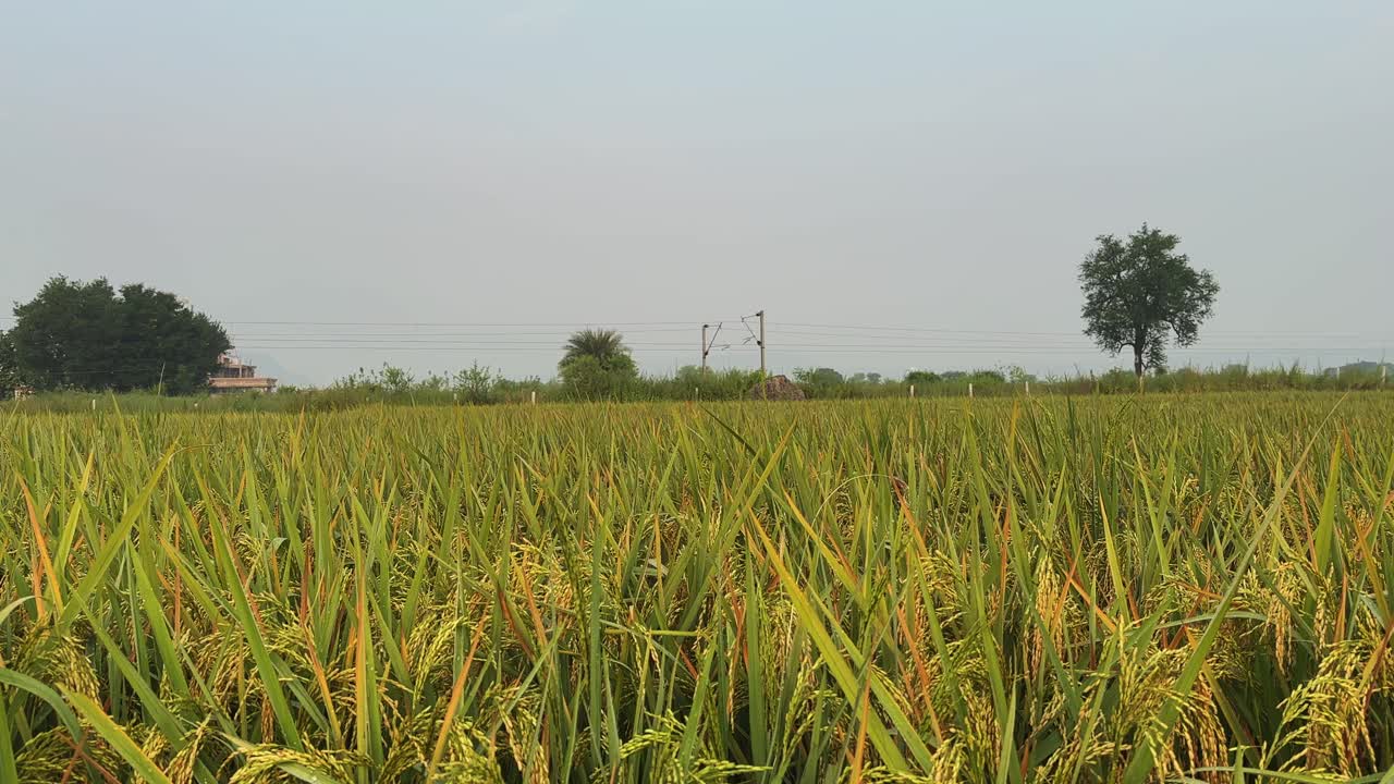 A calm static shot showing a golden-green rice field under a hazy sky, with light vehicular movement visible in the distant background, capturing the peaceful balance of rural farming and transport