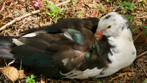 el pato muscovy o bárbaro doméstico esconde el pico en las plumas que se encuentran en el suelo - vista de cerca desde arriba