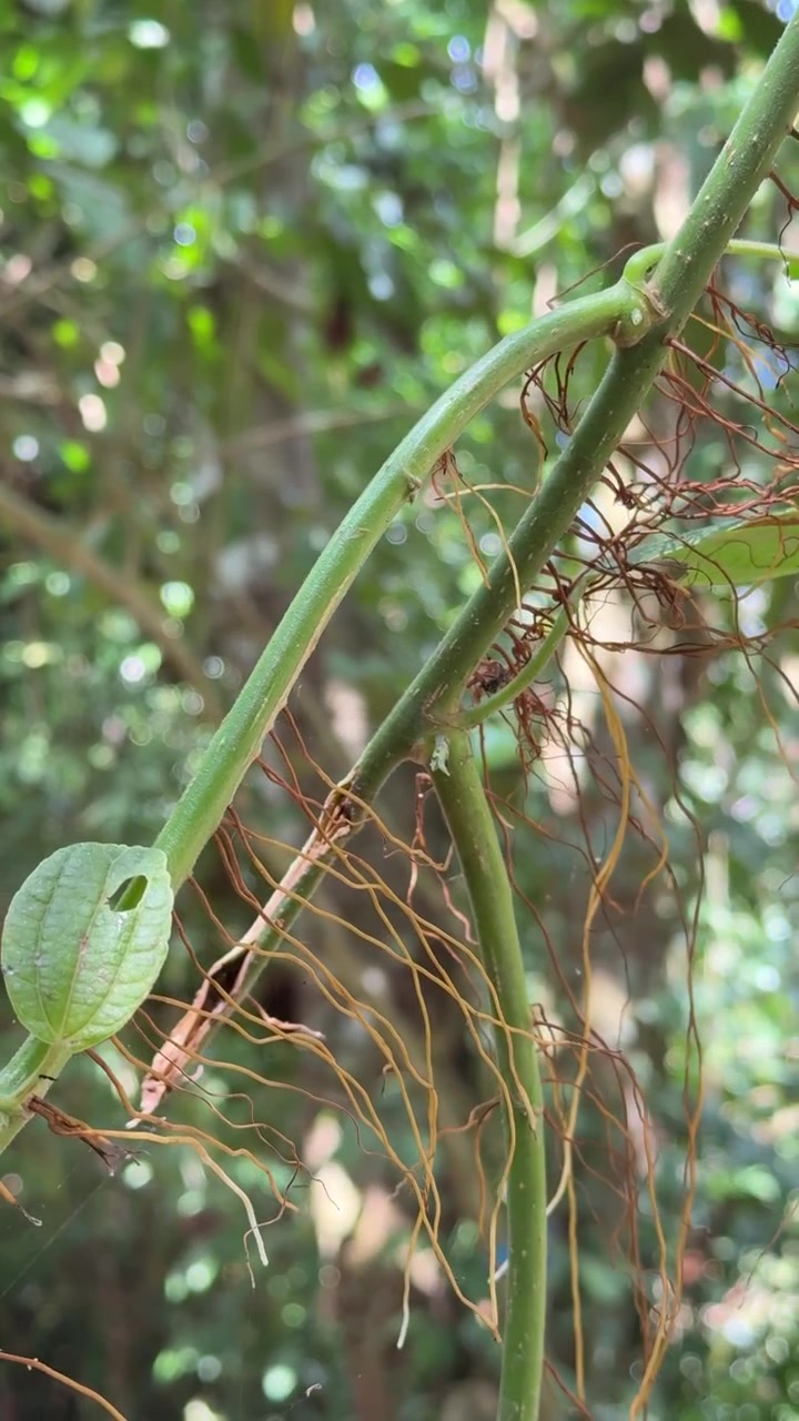 Close-up de Raízes Aéreas de Orquídea de Baunilha Crescendo em Floresta Tropical