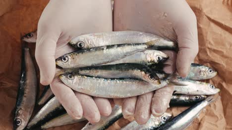 hands in gloves holding fresh sardines