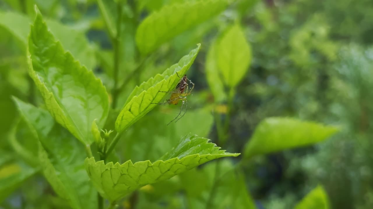 close-up of a small, yellowish-brown garden spider resting on the vibrant green surface of a leaf highlighting a natural moment of insect life within lush greenery