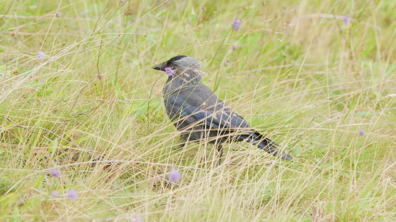 Eurasian Jackdaw foraging and walking in a wildflower meadow under natural daylight, rural Scotland