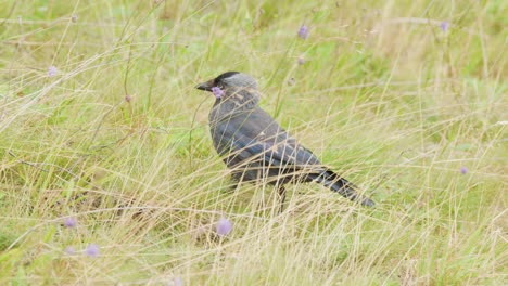 eurasian jackdaw foraging and walking in a wildflower meadow under natural daylight, rural scotland