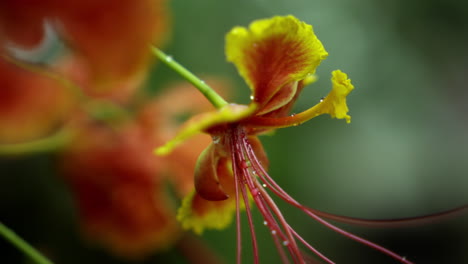 cerca de la flor de poinciana real, una flor roja con borde amarillo, flor de caesalpinia pulcherrima o rajamalli en el jardín natural