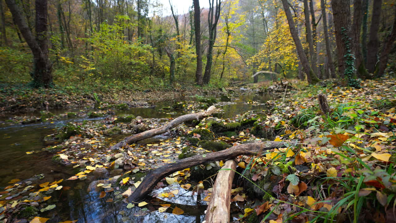 Autumn Forest Stream with Fallen Leaves and Logs