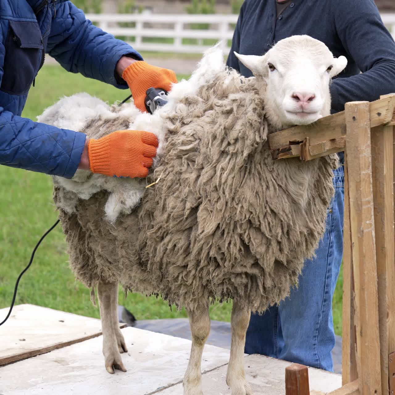 Farmer shearing sheep in corral. Hands of man sheaving wool from sheep