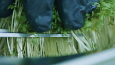 Macro-shot-of-trimming-microgreens