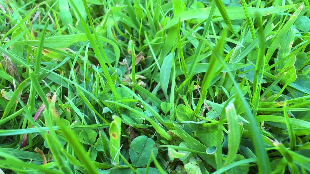 Close-up of Green Grass and Clover