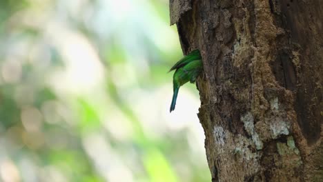 Male-individual-burrowing-for-its-nest-on-a-trunk-of-a-tree,-Blue-eared-Barbet-Psilopogon-cyanotis,-Thailand