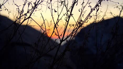 Silhouette-Branches-and-Sunset,-Half-Moon-Bay