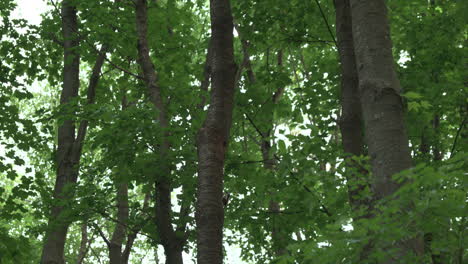 Pair-of-great-spotted-woodpeckers