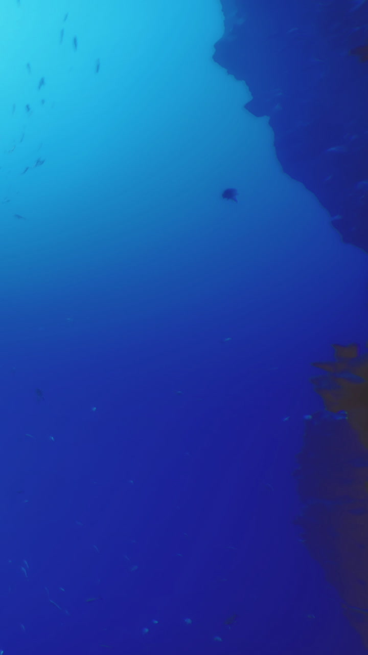 Sotto le onde, un mondo sottomarino attende esplorazione e meraviglia