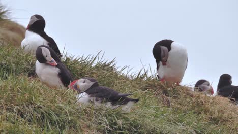 Small-group-of-Atlantic-puffins-cleaning-their-feathers-on-the-cliffs-of-the-Westfjords