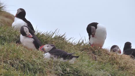 Pequeño-Grupo-De-Frailecillos-Atlánticos-Limpiando-Sus-Plumas-En-Los-Acantilados-De-Los-Fiordos-Del-Oeste