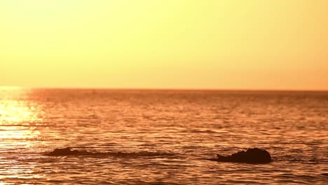 Vögel-Auf-Stein-Im-Meer-Bei-Sonnenuntergang