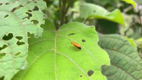 insecto naranja caminando sobre hojas de plantas verdes dañadas