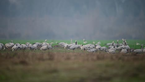 the big flock of goose in fields