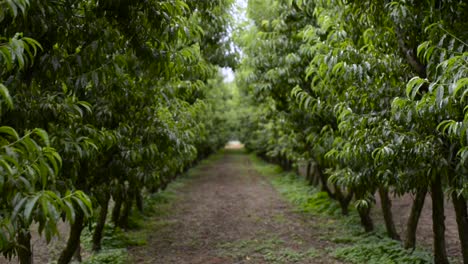 Upward-pan-of-peach-tree-orchard