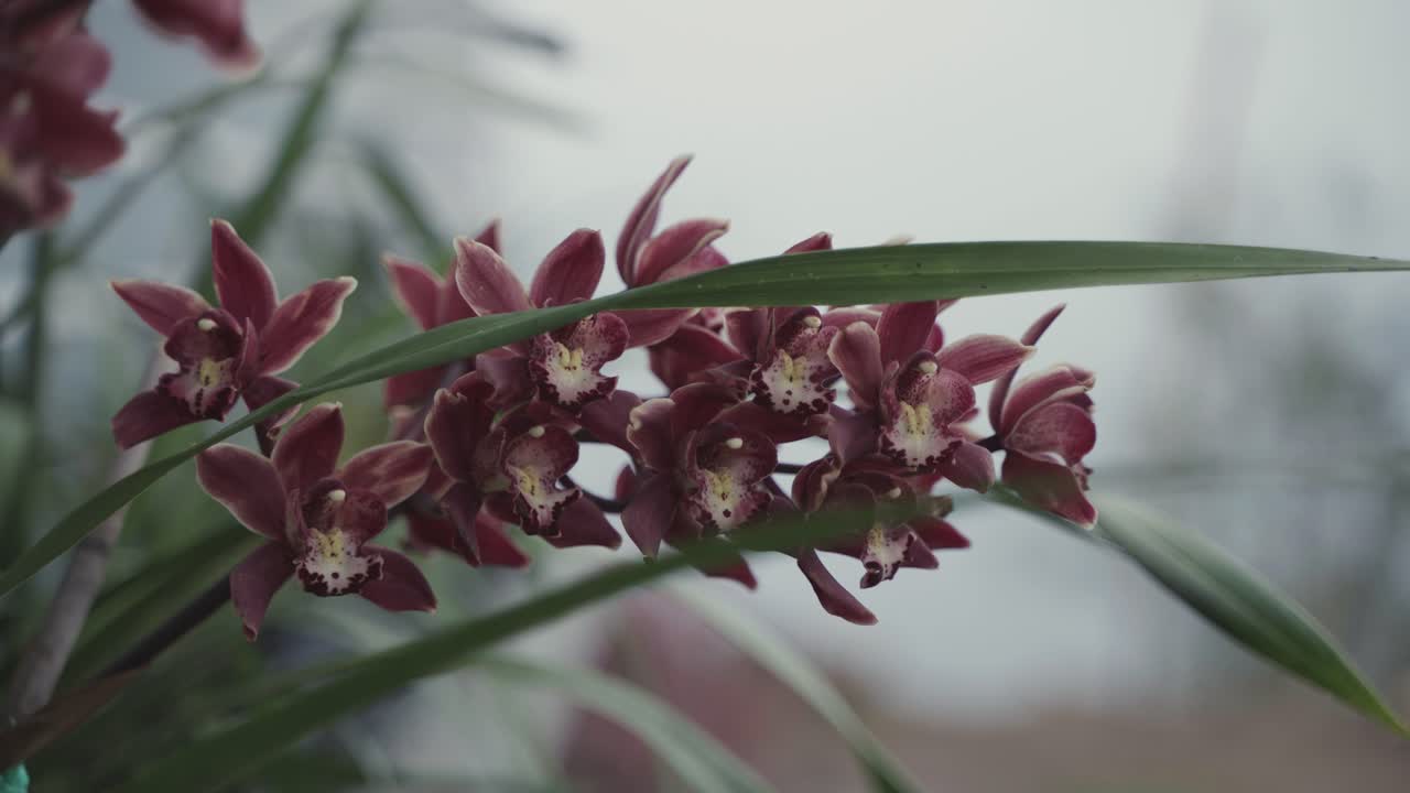 Beautiful orchid flowers of different colors are blooming