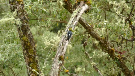 pájaro verde sentado en una rama mientras mira alrededor