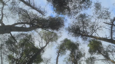 view up to rotating treetops