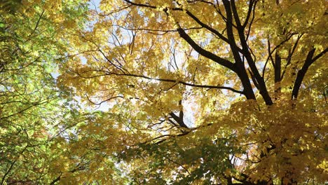 Noon-day-sun-peaking-through-the-beautiful-yellow-and-orange-leaves-of-a-autumn-day-in-Quebec,-Canada