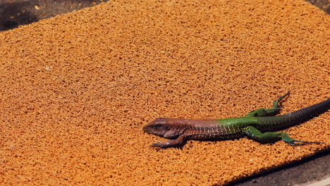 ameiva-eidechse auf teppich vor einer lodge im amazonas-regenwald