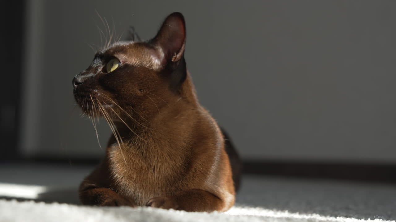 Portrait of burmese cat. Lovely brown purebred cat laying on a cosy carpet. Domestic pet relaxing at home.
