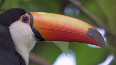 macro primer plano de toco ramphastos exótico o tucán toco en el desierto