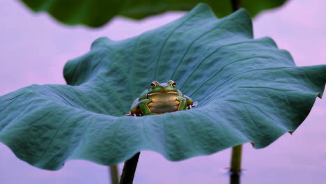green frog resting on a lotus leaf