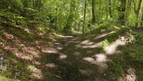 walking along picturesque forest path with bluebells in foreground