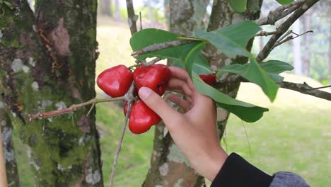 Die-Hand-Eines-Mannes-Pflückt-Wasserapfel-Oder-Syzygium-Samarangense-Von-Seinem-Frischen-Baum