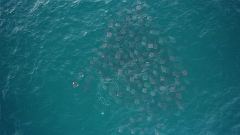 Many-Devil-rays-in-dark-blue-sea-waters---Cenital,-aerial-view