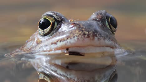 Brown-frog-(Rana-temporaria)-close-up-in-a-pond.