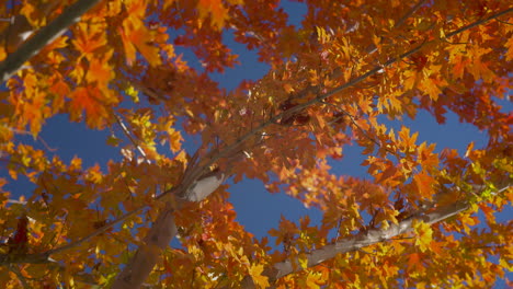 maple tree with golden leaves against blue sky in autumn