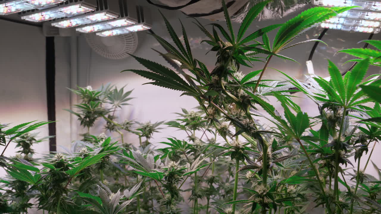 toma de plantas de cannabis que crecen en una carpa de cultivo durante la etapa de floración