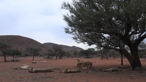 a pride of lions sleeps and grooms under a tree in the arid kalahari desert