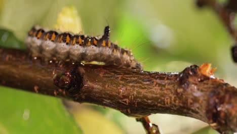 Gelbschwanzmotte-(Euproctis-Similis)-Raupe,-Goldschwanz--Oder-Schwanenmotte-(Sphrageidus-Similis)-Ist-Eine-Raupe-Aus-Der-Familie-Der-Erebidae.-Raupe-Kriecht-An-Einem-Ast-Auf-Grünem-Hintergrund-Entlang.