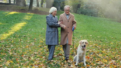 elderly couple walking with a dog on a leash in the park at sunset in autumn 1