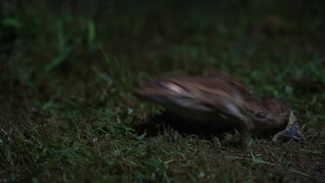 잔디 점프에서 hoplobatrachus tigerius frogg
