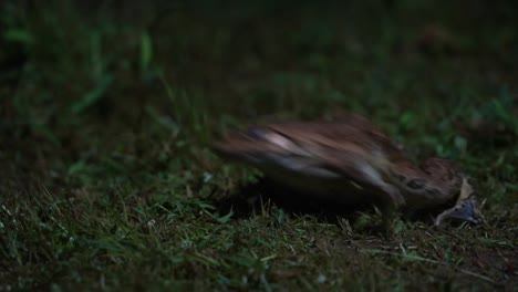 hoplobatrachus tigerius frogg in grass jump