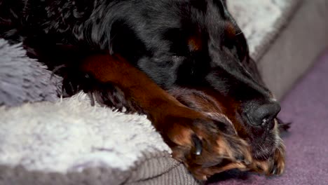 A-Gordon-Setter-enjoying-a-relaxing-afternoon