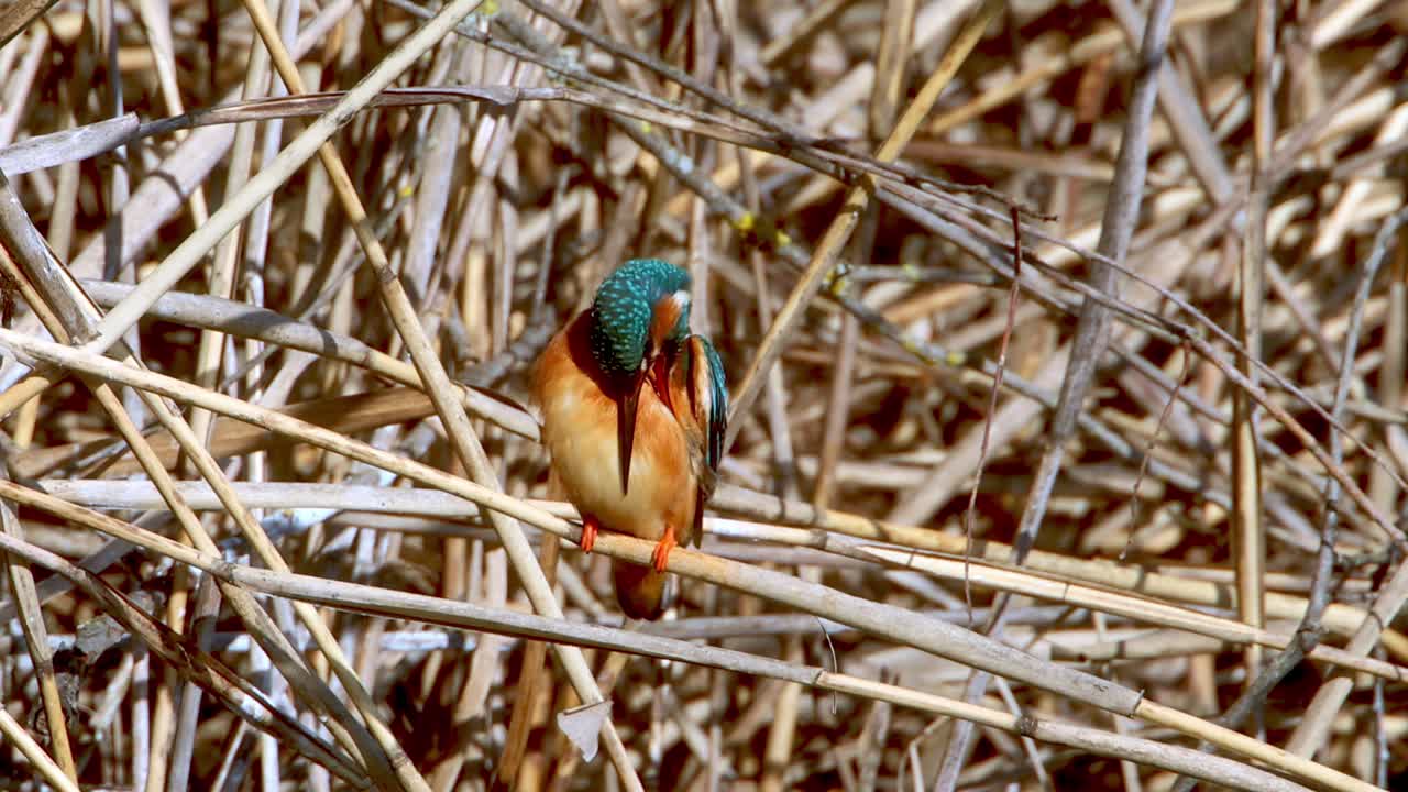 A Common Kingfisher  in the Reed, Germany