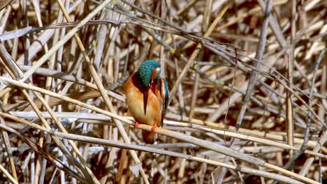 Ein-Eisvogel-Im-Schilf,-Deutschland