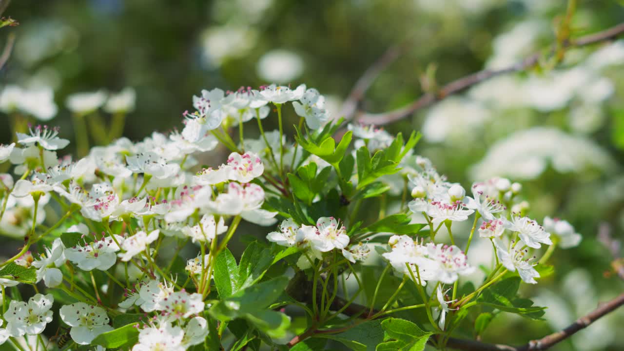 Multiple Insects Flying Around Honeysuckle Shrub in Slow Motion with Pretty White Flowers in Bloom. Wild Plant Nature Footage.