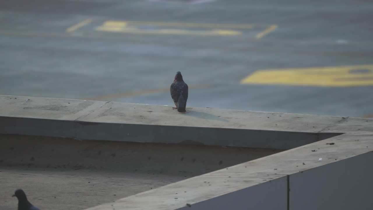 pigeon stand on terrace and looking everywhere