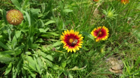 Honey-bee-flying-and-collecting-pollen-on-a-beautiful-yellow-flowering-Gerbera-daisy-growing-between-tall-veld-grass-in-the-Moluti-mountains-in-South-Africa