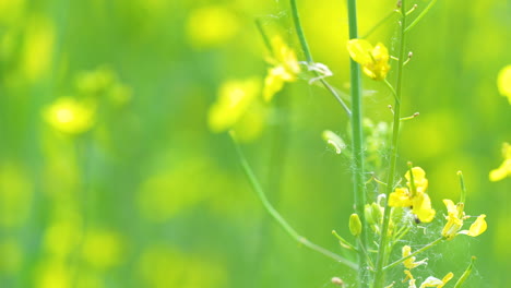 Close-up-of-yellow-flowering-plant-with-blurred-green-backgroun