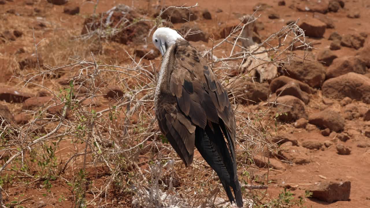 A juvenile magnificent frigatebird sits in a tree and preens itself on North Seymour Island near Santa Cruz in the Gal&aacute;pagos Islands